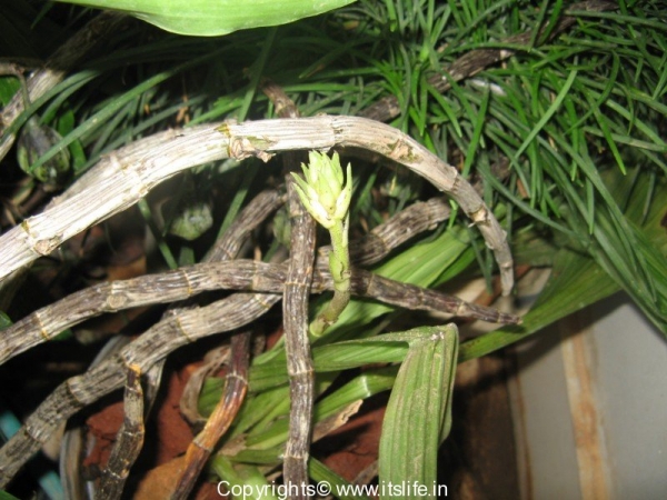 orchids-calanthe-sylvatica-1