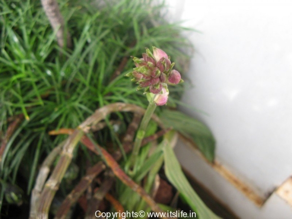 orchids-calanthe-sylvatica-2