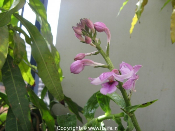 orchids-calanthe-sylvatica-4