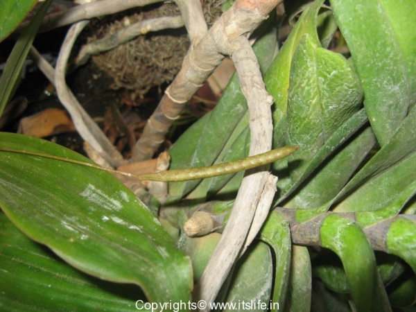 Rattle Snake Orchid
