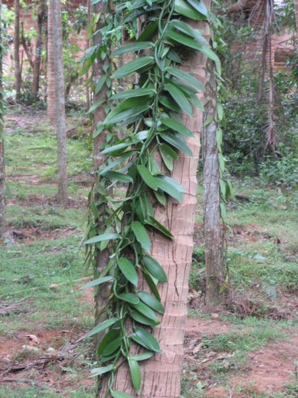 vanilla planifolia orchid plant vine epiphytes gardening pods madagascar parts essence