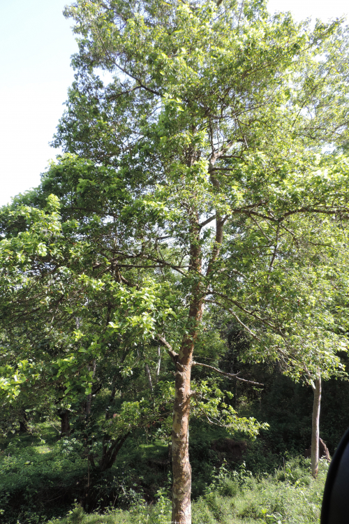 Krishna Kadam Tree