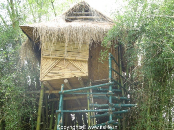 Bamboo Tree House