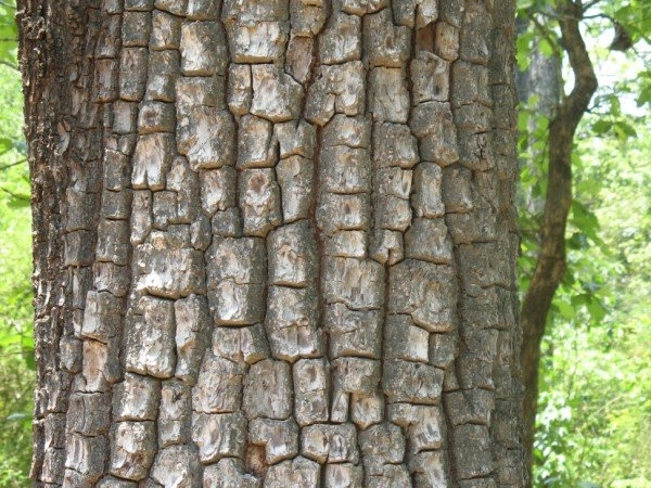 Crocodile Bark Tree