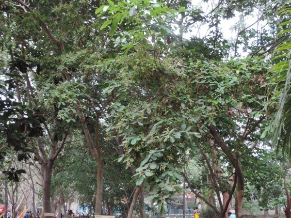Arjuna Tree