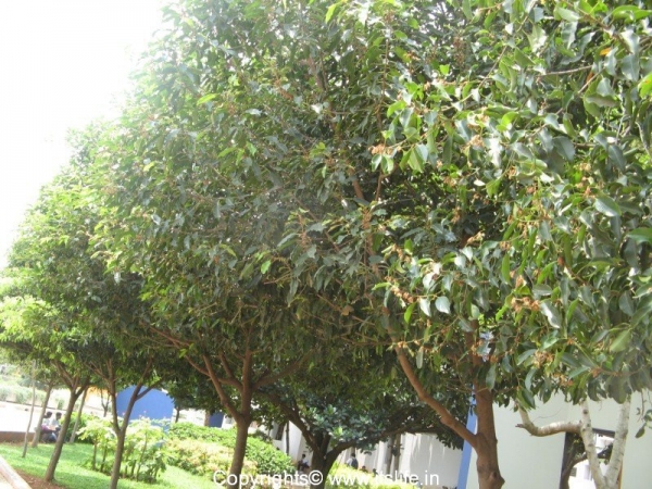 Bakula Tree