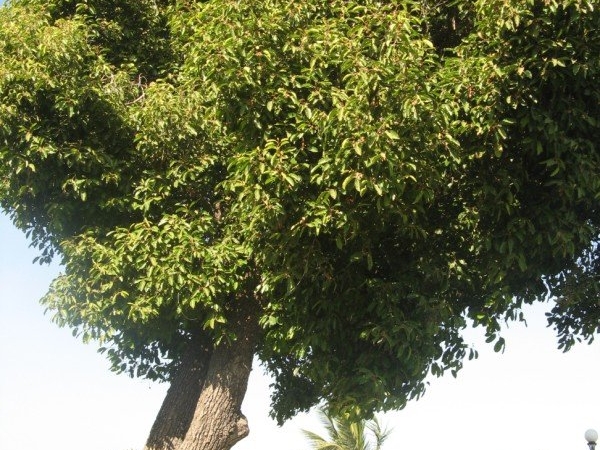 Bakula tree