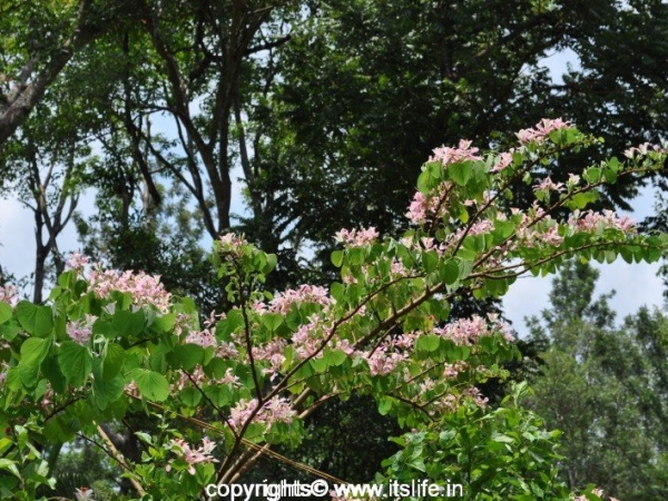 Bauhinia