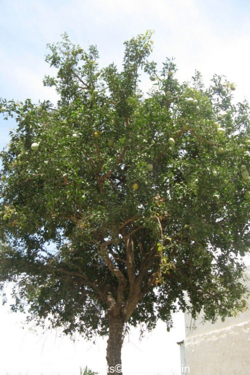 Bilva Tree