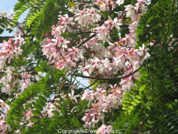 Coral Shower Tree