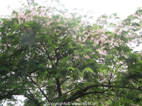 Coral Shower Tree