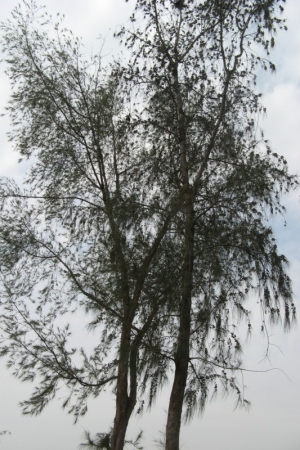 Deodar Tree