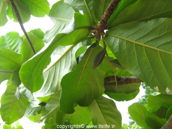 Indian Almond Tree