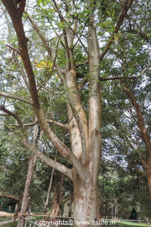 Kapok Tree