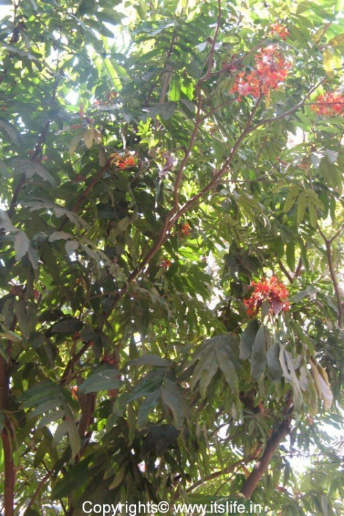 Sarasca Ashoka Tree