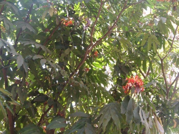 Sarasca Ashoka Tree