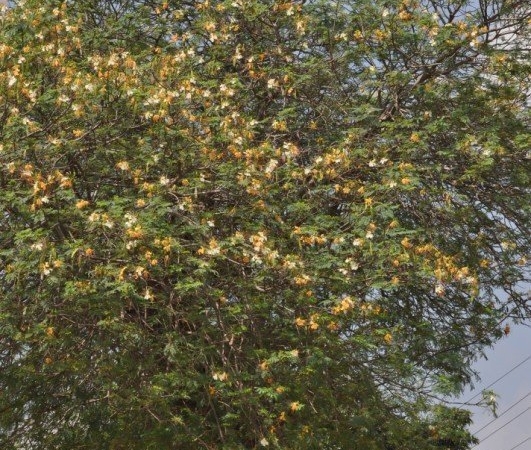 White Gulmohar Tree