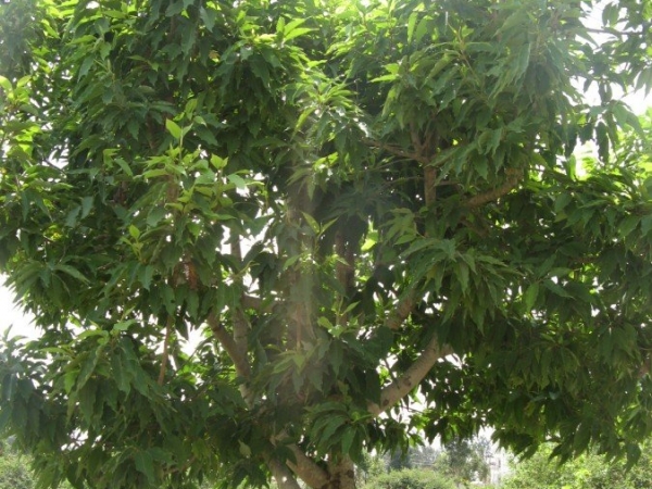 Sampige Mara Champaka Tree Flowering Trees Ylang Ylang