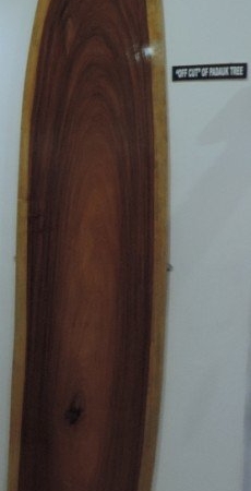 Padauk Tree | itslife.in