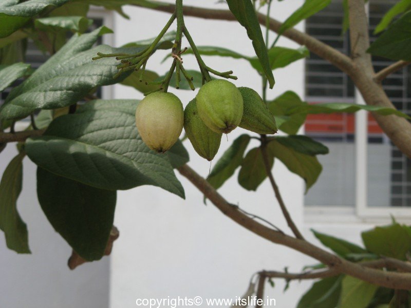 Ovocie stromu geiger biele