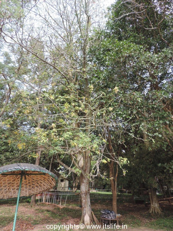 Silk Cotton Tree Kapok Tree Safed Semal Ped Flowering Trees Itslife In