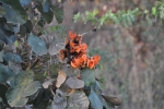 Palash Tree | Butea Monosperma | Dhak | Bastard Teak Tree