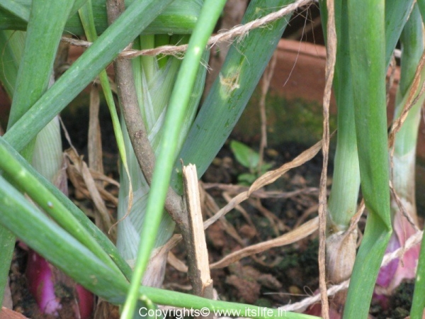 Onion plant