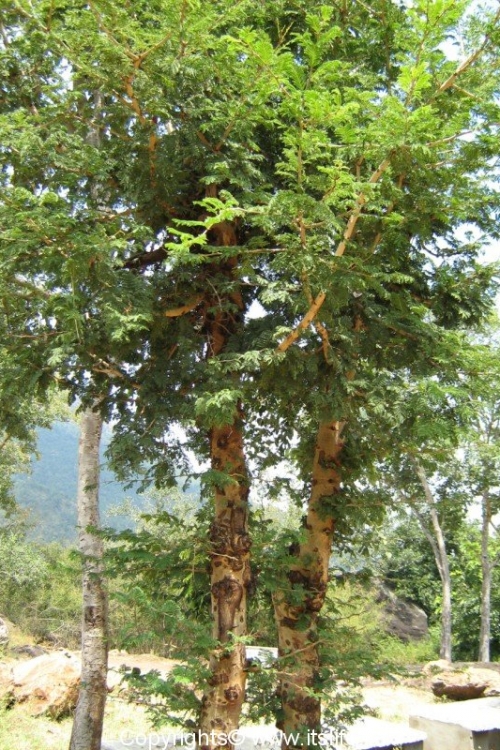 Banni Tree
