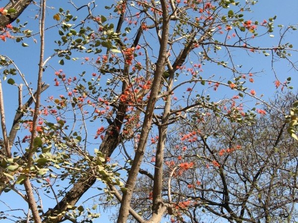 Indian Coral Tree