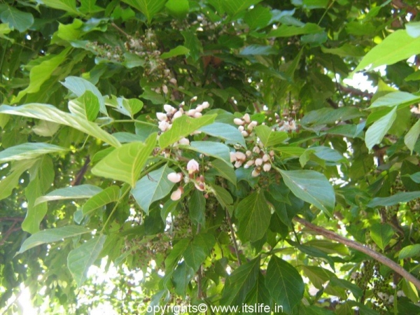 Honge or Indian Beech Tree