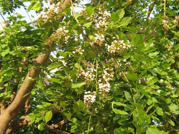 Honge or Indian Beech Tree