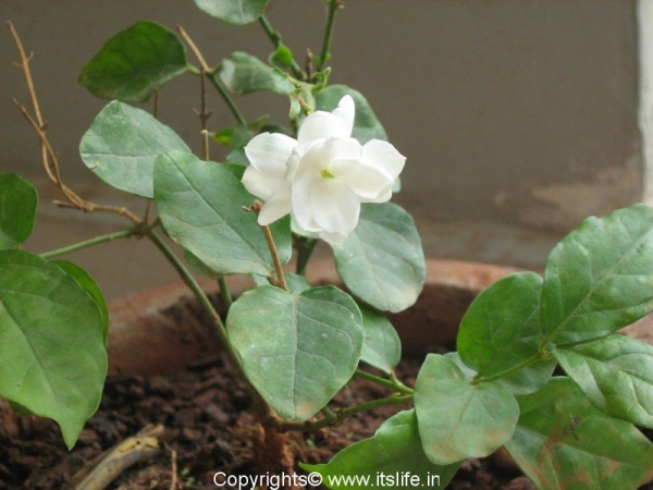 Mysore Jasmine Plant
