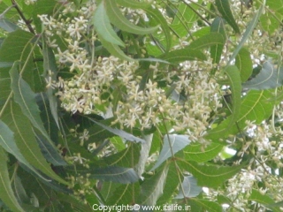 neem-flowers