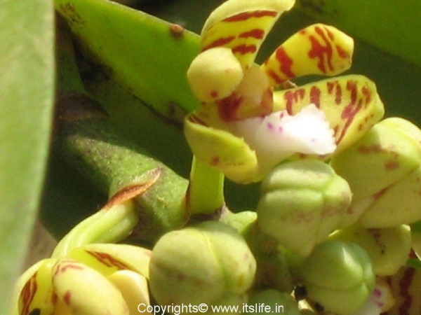 Acampe Praemorsa Orchid