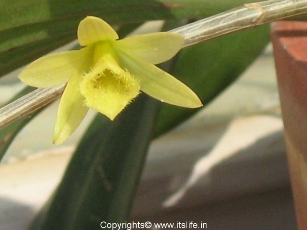 garden-orchid-lailea-wild1.jpg