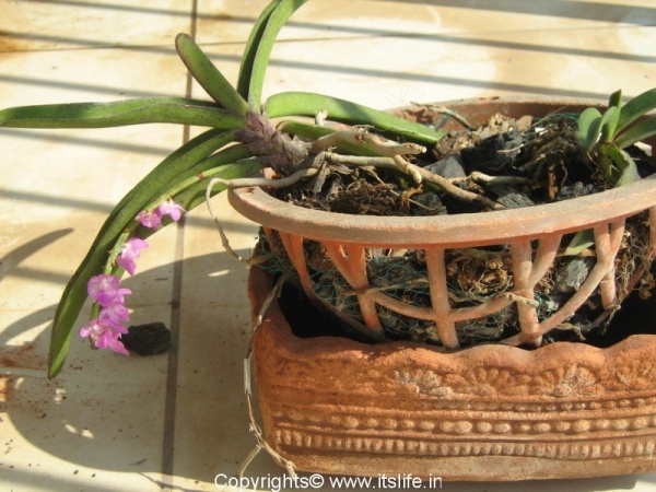 Orchid Wild Ascocentrum Christensoniana