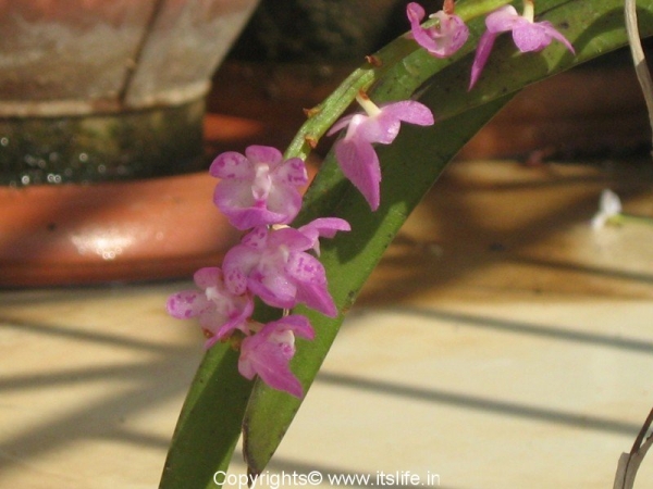 Orchid Wild Ascocentrum Christensoniana