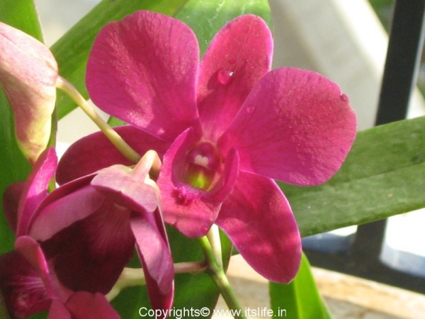 Orchid Dendrobium
