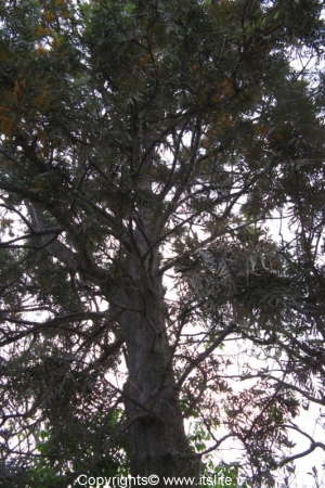 Silver Oak Tree