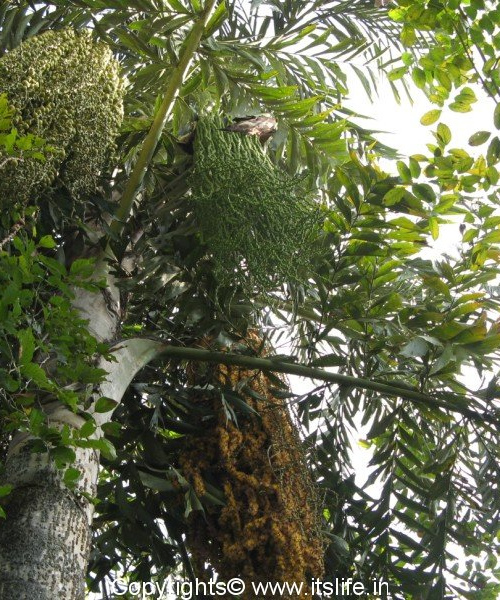 Fishtail Palm