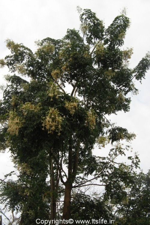 Indian Cork Tree