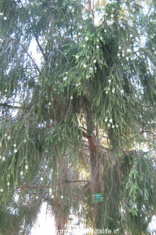 Tarmarix Parviflora