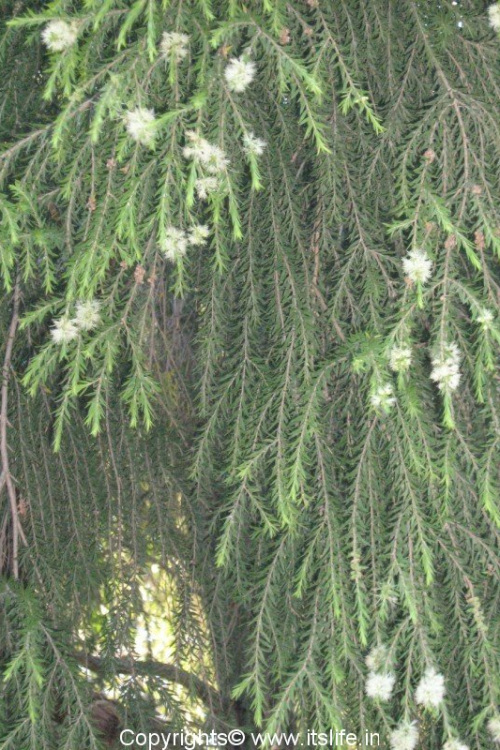 Tarmarix Parviflora