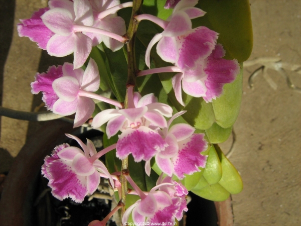 Orchid Aerides Maculosum