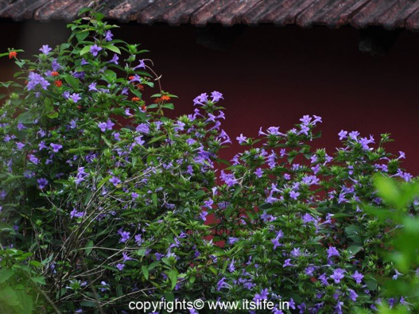 Barleria - Spatika flower