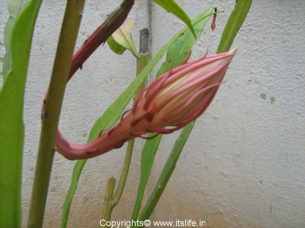 Bethlehem Lily