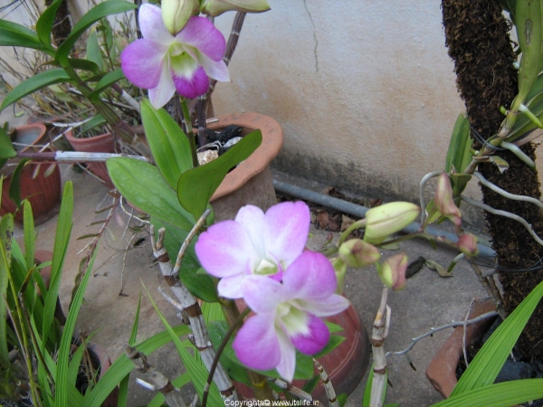 Orchid Dendrobium Oshin