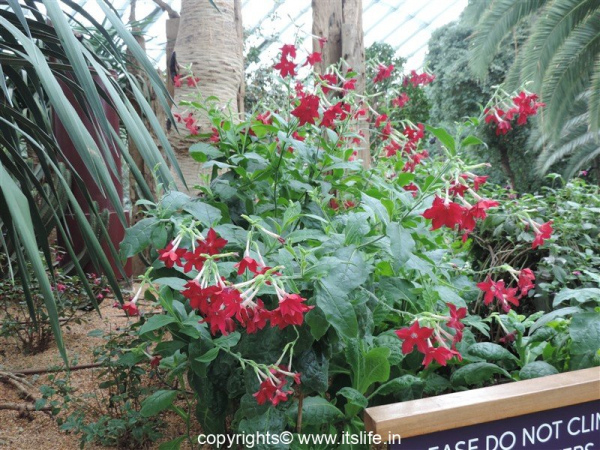 gardening-flowering-tobacco