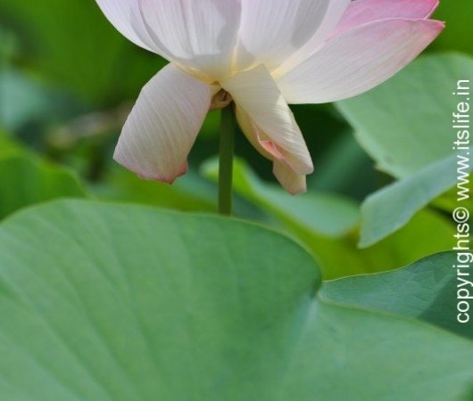 Indian Lotus