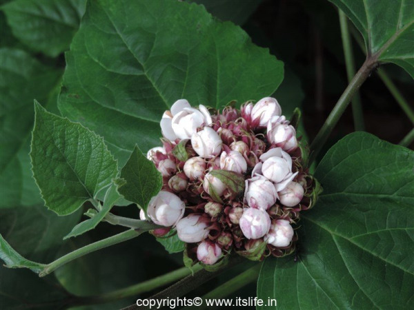 Clerodendrum chinense